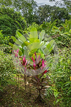 Cordyline fruticosa, Pura Vida nature reserve, Bijagual, Costa Rica
