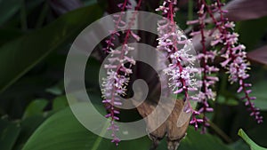 Cordyline fruticosa purple flowers.