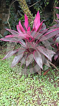 Cordyline fruticosa Red Sister (Ti Plant or good luck plant)