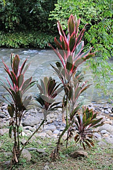 Cordyline fruticosa or Ti plant, stunning plant because of their red or pink green leaves