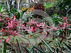 Cordyline Fruticosa in Tropical Garden