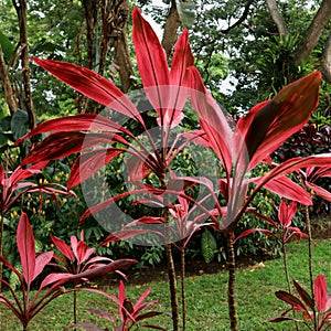 Cordyline Fruticosa in Tropical Garden