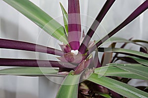 Cordyline fruticosa white flower, cabbage palm, good luck plant