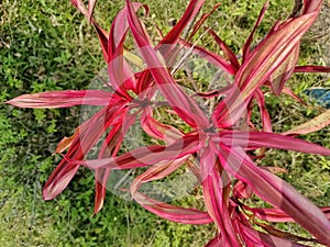 Cordyline fruticose plant in the garden