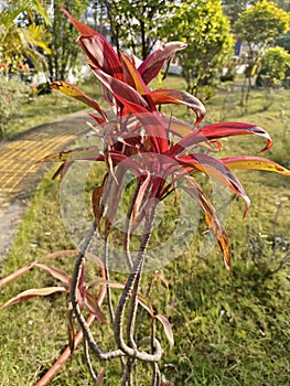 Cordyline fruticose plant in the garden