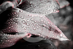 Cordyline leaves with rain drops dark and red