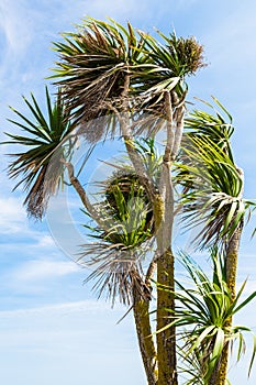 Cordyline Palm photo