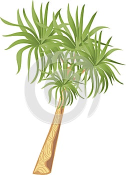 Cordyline palm tree