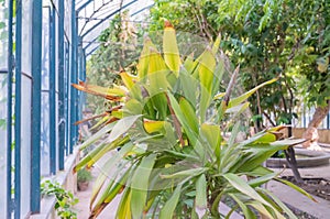 Cordyline Petiolaris Native From Australia