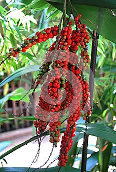 Cordyline Petiolaris red berries cluster