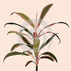 Cordyline plant in a minimalist trendy style. Silhouette of a tropical plant. Vector illustration collage photo