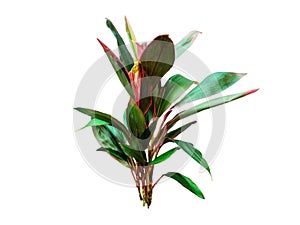 Cordyline red edge plant