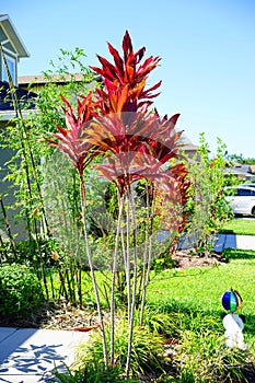 Cordyline Red Sister plant