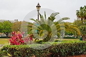 Cordyline Red Sister plant and palm tree