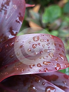 Cordyline terminalis with raindrops photo