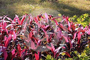 Cordylines