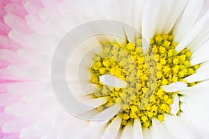 The core of a daisy photo