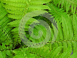 The core of the green fern bush in the garden.