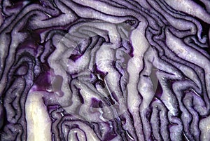 Core and inside patterns of a red cabbage