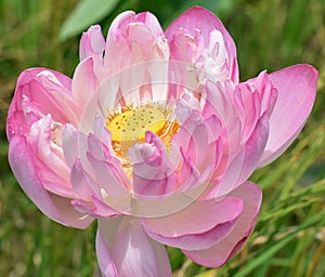 The core of a lotus