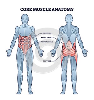 Core muscle anatomy with obliques, abdominals and gluteus outline diagram