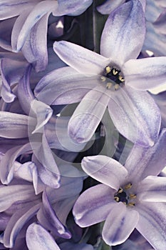 The core of an open purple hyacinth flower. Macro