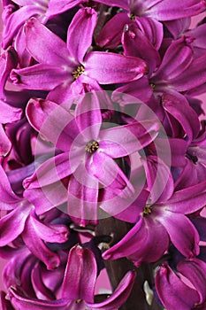 Core of purple hyacinth flower. Closeup.