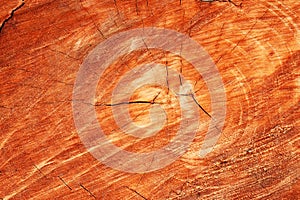 The core of the wood cut from the tree