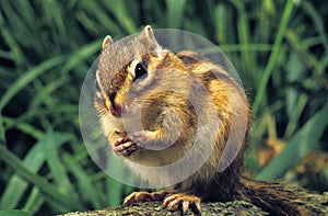 Corean Squirrel, eutamia sibericus, Adult photo
