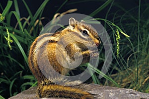 Corean Squirrel, eutamia sibericus, Adult photo
