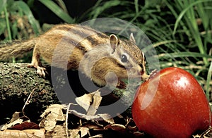Corean Squirrel, eutamia sibericus, Adult with Apple photo