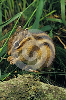 ECUREUIL DE COREE eutamia sibericus