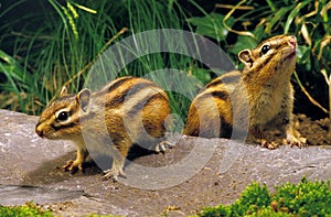 Corean Squirrel, eutamia sibericus, Adults photo