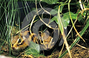 Corean Squirrel, eutamia sibericus, Adults photo