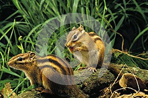 Corean Squirrel, eutamia sibericus, Adults photo