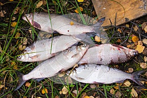 Coregonus peled and Coregonus nasus white fish on the grass.Yamal