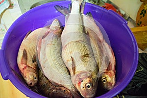 The Coregonus peled and Coregonus nasus white fish prepared for cooking.