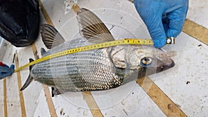 coregonus whitefish freshly caught and released