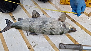 coregonus whitefish freshly caught and released
