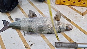 coregonus whitefish freshly caught and released