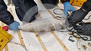 coregonus whitefish freshly caught and released