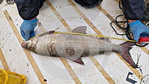 coregonus whitefish freshly caught and released