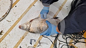 coregonus whitefish freshly caught and released