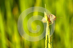 Coreid bug caught the ears of rice