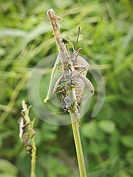 Coreid leaf footed bug climbing on the creeping weed plant.
