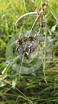 Coreid leaf footed bug climbing on the creeping weed plant.
