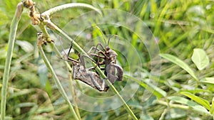 Coreid leaf footed bug climbing on the creeping weed plant.