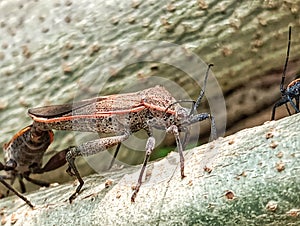 Coreidae is a large family of predominantly sap-sucking insects in the Hemipteran suborder Heteroptera. photo