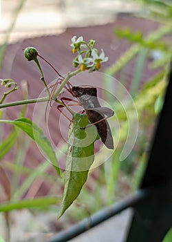 Coreidae or rice ear bug or leaf-footed bug on the green leaf