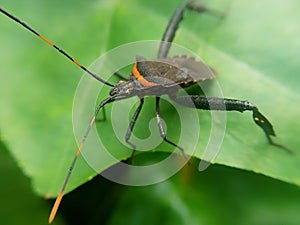 Coreidae sap-sucking bed bugs on leaves
